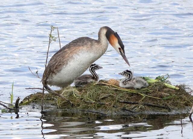 Zeit zum Nestwechsel: Der Partner übernimmt das Brüten.