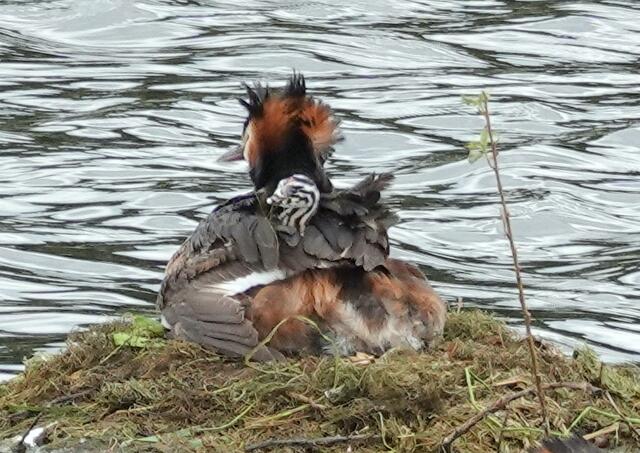 Die Küken können vom ersten Tag an schwimmen und tauchen. Zu ihrer Sicherheit bleiben sie jedoch noch einige Zeit unter den Flügeln der Eltern. So sind sie vor Feinden geschützt.
