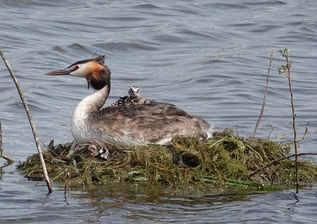 Zufrieden auf dem Nest.