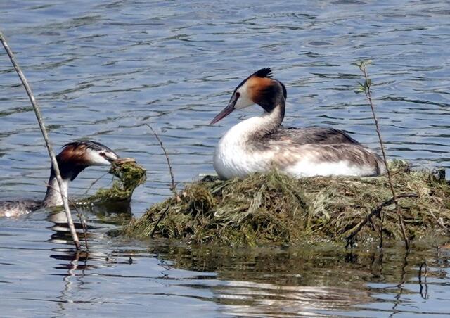 Das Nest wird aus Pflanzenresten geformt.