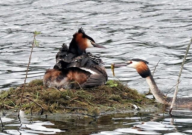 Schon wird ihm ein Fisch gereicht.