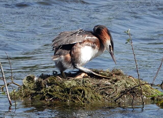 Das Männchen überprüft regelmäßig die Stabilität des Nestes.
