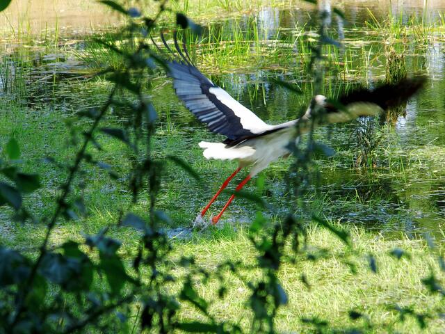Auffliegender Weißstorch in Wesel-Bislich (Storchenroute), Gewässer gelegen an der St. Johannes Kirche | Foto: Siegmund Walter, 29.06.2014, 12:13 Uhr