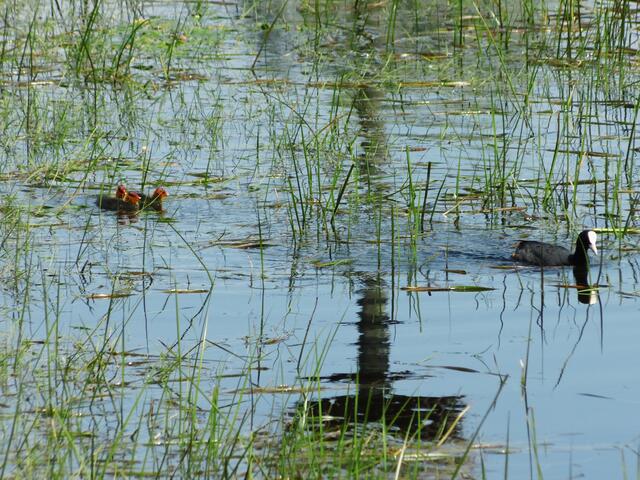 Blässhühner in Wesel-Bislich (Storchenroute) gelegen an der Bislicher St. Johannes Kirche | Foto: Siegmund Walter, 29.06.2024, 12:03 Uhr
