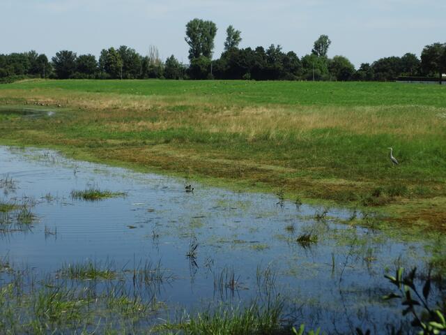 Blässhühner vertreiben Reiher | Foto: Siegmund Walter, 29.06.2024, 12:12 Uhr