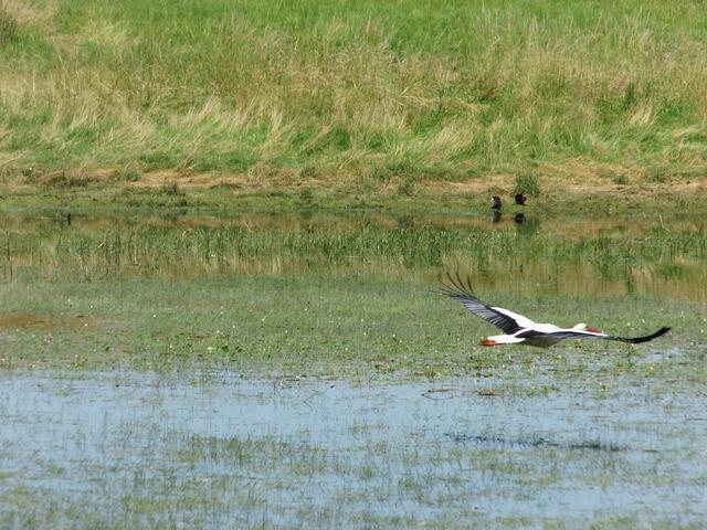 Knapp über dem Gewässer fliegender Weißstorch in Wesel-Bislich (Storchenroute) gelegen an der St. Johannes Kirche | Foto: Siegmund Walter, 29.06.2024, 12:13 Uhr