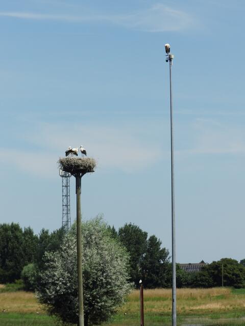 Storchennest in Wesel-Bislich (Storchenroute) gelegen an der Bislicher St. Johannes Kirche. Rechts im Bild, Storch auf Webcam sitzend | Foto: Siegmund Walter, 29.06.2024, 12:07 Uhr