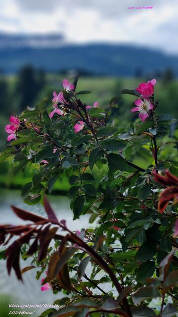 Kurpark Ansichten, Riezlern´