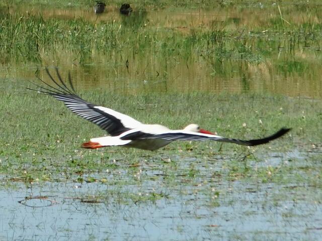 Vorige Bildaufnahme gezoomt | Foto: Siegmund Walter, 29.06.2024