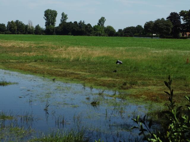 Blässhuhn schützt Jungtiere und vertreibt Reiher. Wesel-Bislich (Storchenroute) gelegen an der Bislicher St. Johannes Kirche | Foto: Siegmund Walter, 29.06.2024, 12:12 Uhr