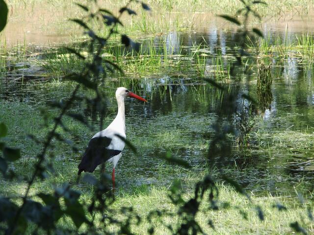 Weißstorch in Wesel-Bislich (Storchenroute) gelegen an der Bislicher St. Johannes Kirche | Foto: Siegmund Walter, 29.06.2024, 12:12 Uhr