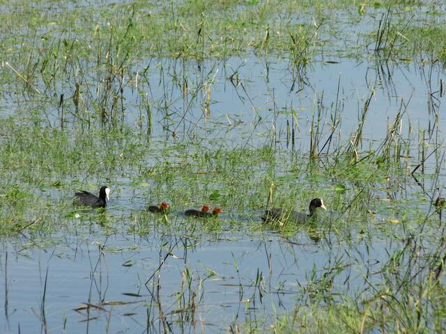 Blässhühner, in Wesel-Bislich (Storchenroute) gelegen an der Bislicher St. Johannes Kirche   | Foto: Siegmund Walter, 29.06.2024, 12:25 Uhr