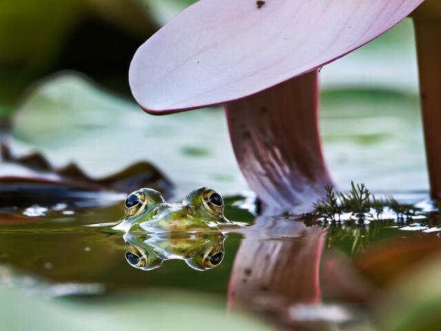 Im Schatten der Teichrose läßt es sich gut aushalten