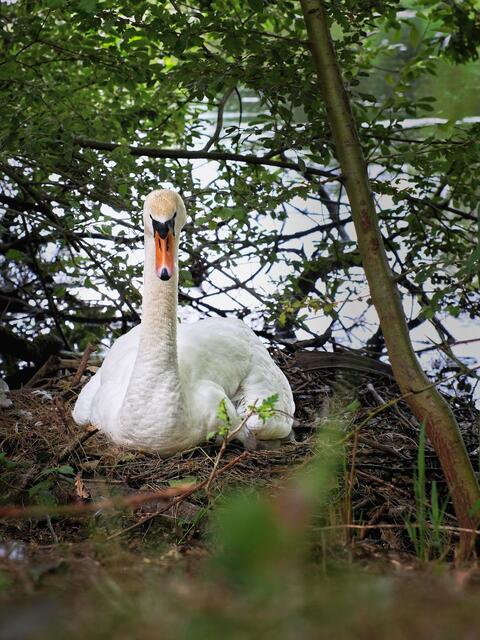 Nur wenige Schritte vom Ufer brütete dieser Schwan. Trotzdem ließ er mich bis ca. 2 m an sich heran.
