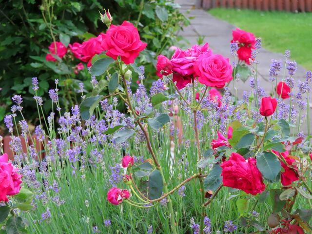 30+ Gartenanlage Friedlicher Nachbar Bochum, Du erhälst darüber