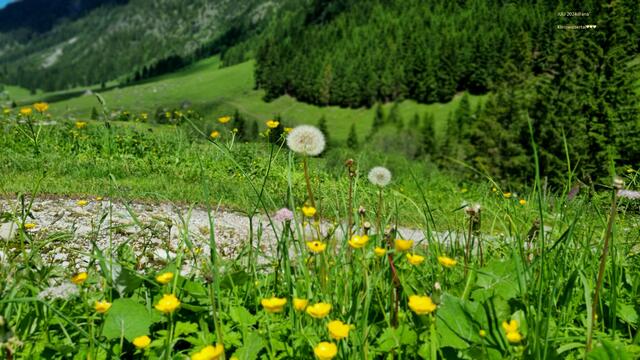 Pusteblume und... MEHR!
