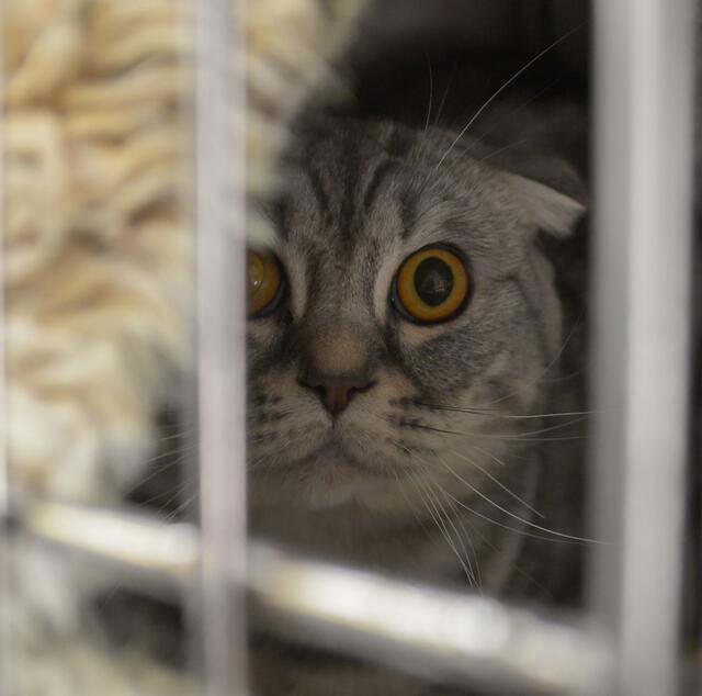 1279: Kater; gefunden am 22. Juni im Nordpark im Essener Nordviertel.  | Foto: Tierheim Essen