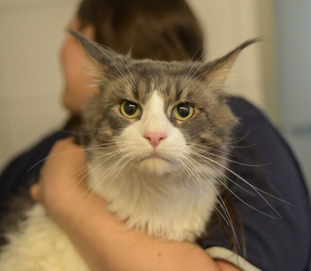 1280: Kater; gefunden am 23. Juni an der Gerichtsstraße in Essen-Borbeck.  | Foto: Tierheim Essen
