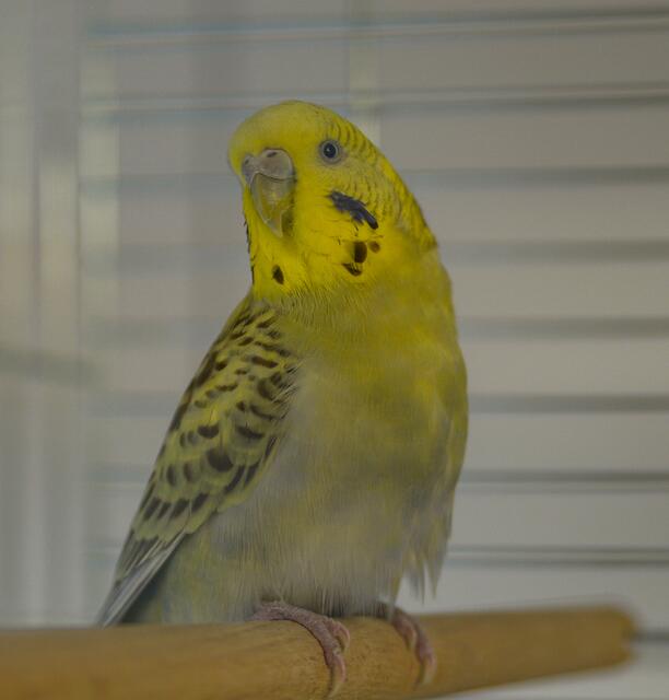 1332: Wellensittich, gefunden am 26. Juni am Barbarakirchgang in der Essener Stadtmitte.  | Foto: Tierheim Essen