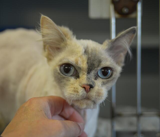 1307: Katze, weiblich; gefunden am 25. Juni an der Vierhandbank in Essen-Kray. Die Katze ist mit 7 Welpen aufgefunden worden.  | Foto: Tierheim Essen