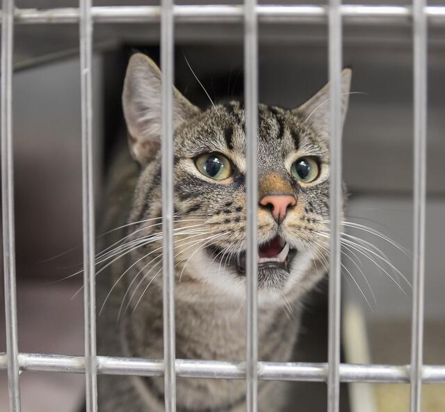 1331: Kater, kastriert; gefunden am 26. Juni am Husemannweg in Essen-Katernberg. Der Kater ist geschippt und mit dem Namen Robby angemeldet. Leider stimmen die hinterlegten Daten nicht.  | Foto: Tierheim Essen