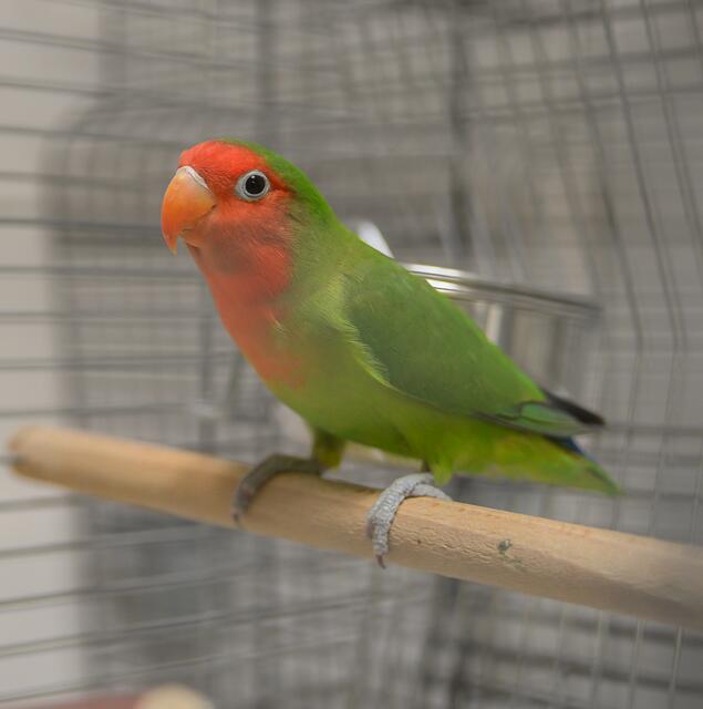 1342: Agapornide; gefunden am 27. Juni an der Dixbäume in Essen-Kupferdreh.  | Foto: Tierheim Essen