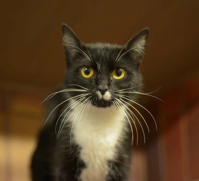 1268: Katze, weiblich; gefunden am 20. Juni an der II. Schichtstraße in Essen-Altenessen.  | Foto: Tierheim Essen