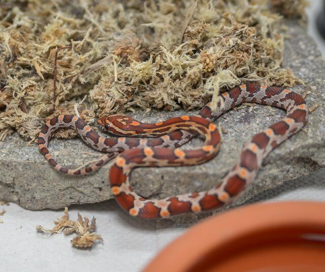 1278: Kornnatter; gefunden am 22. Juni an der Rellinghauser Straße in Essen-Bergerhausen.  | Foto: Tierheim Essen