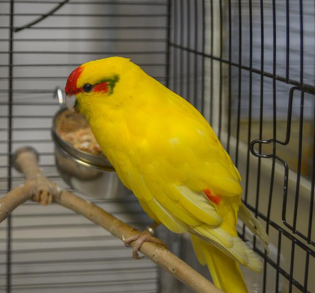 1338: Ziegensittich; gefunden am 27. Juni an der Karolingerstraße im Essener Nordviertel.  | Foto: Tierheim Essen