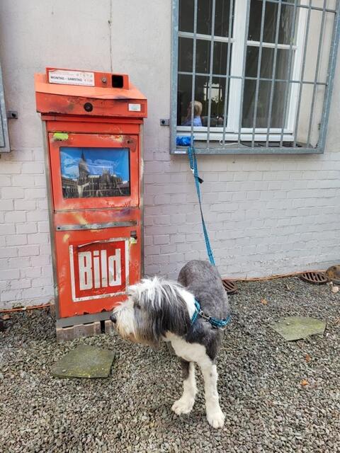 Hunde erlaubt!  Hier im Museumshof neben der BILD-BOX-Skulptur von HA SCHULT | Foto: Hermann Falkenbach