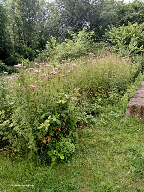 alles HEIMAT: E S S E N 
2021@ana´