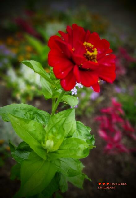 Kleine´ STOLZE ROTE´♥