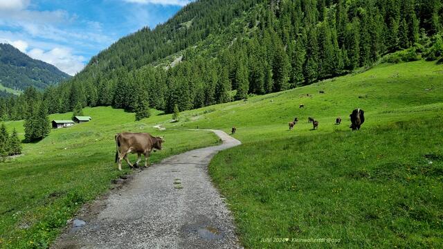 Kühe kreuzen den WEG :-)