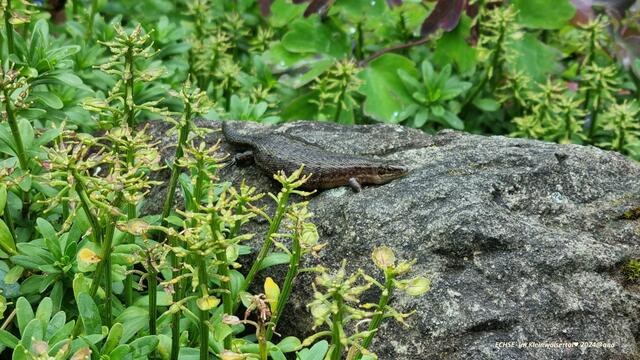 ...viele, ganz viele Echsen, kleine Salamder... und sowas´... gesehen ....