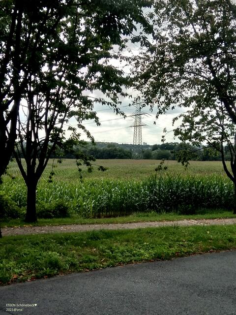 irgendwo in Essen-Schönebeck, glaube ich :-)))