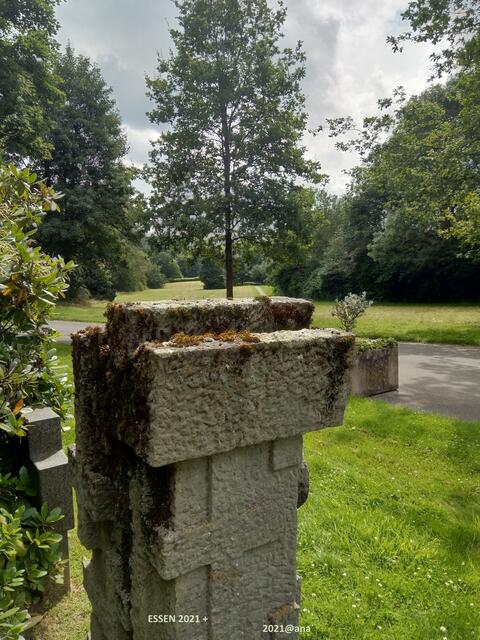 MOOS... friedliches´FriedhofsMOOS :-)

2021