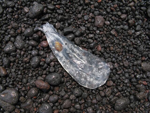 Tierisches Fundstück