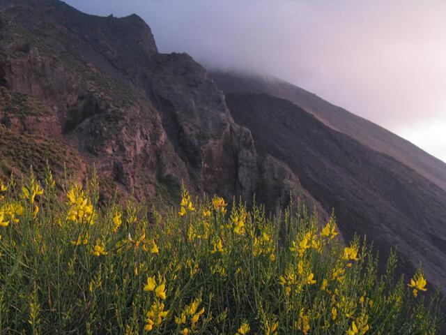 Hier blüht noch der Ginster