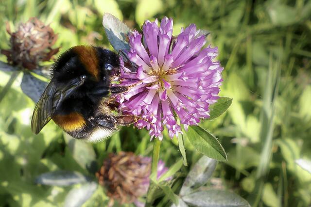 Eine Erdhummel, diesmal korrekt angezogen, sammelt am Rotklee. | Foto: © Angelika Eckel