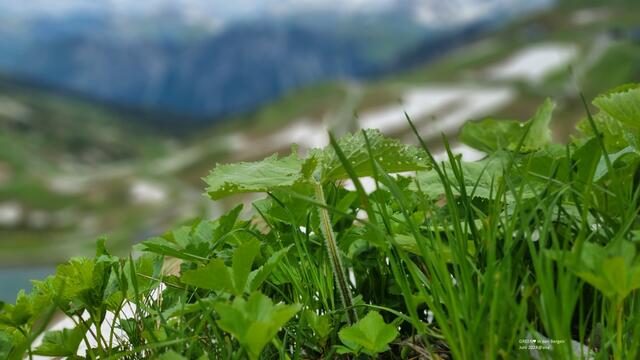 Gräser auf ca. 1800 Höhenmetern´