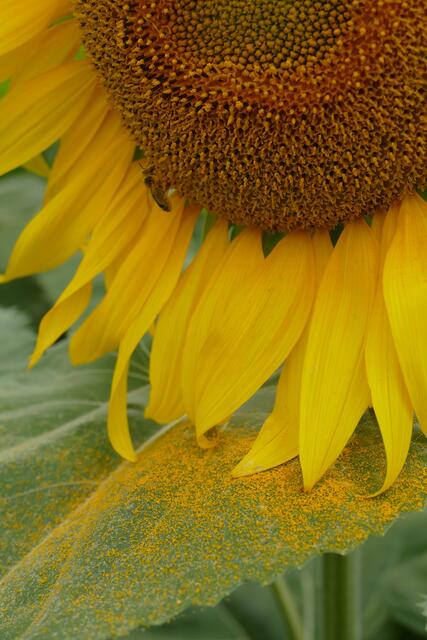 Sonnenblume mit Blütenstaub