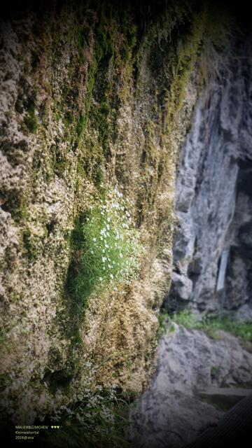 MAUERBLÜMCHEN´ 
2024@ana´