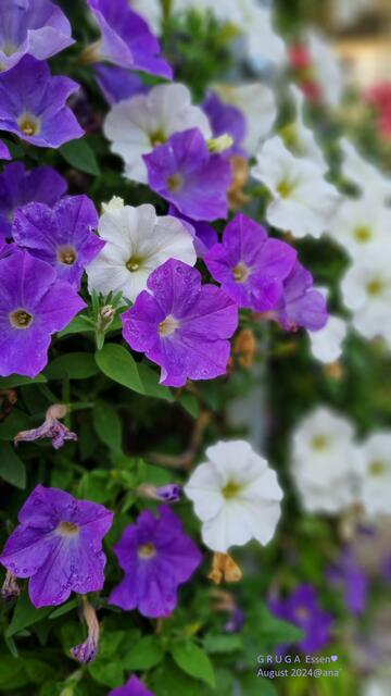 soooo schön kann ein Feierabendspaziergang in der Woche sein´... in der City :-)

2024@ana´