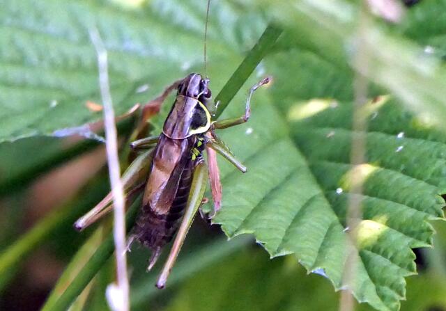 Roessels Beißschrecke