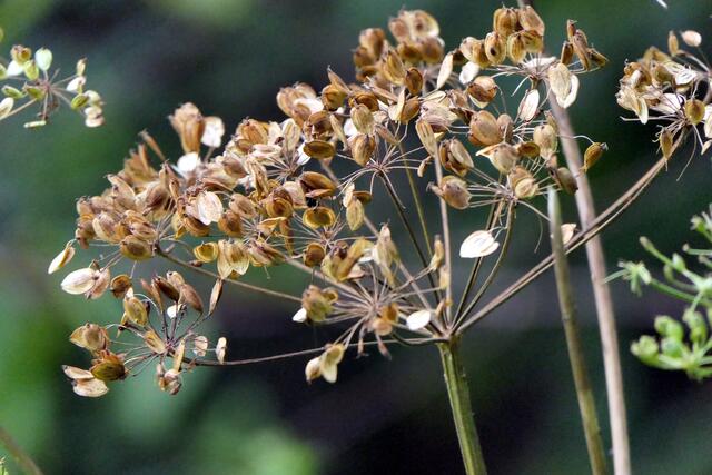 Gemeiner Bärenklau (oder doch die Früchte des Großen Bärenklaus?)