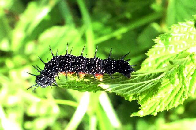 Raupe des Tagpfauenauges auf einem Brennnesselblatt