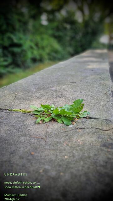 ...das GRÜN bahnt sich seinen Weg... wie die LIEBE♥