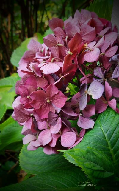 ...Essen´ sein´ DOM  (Münsterkirche in der Innenstadt/Innenhof/Garten)
im Sommer 2024@ana´