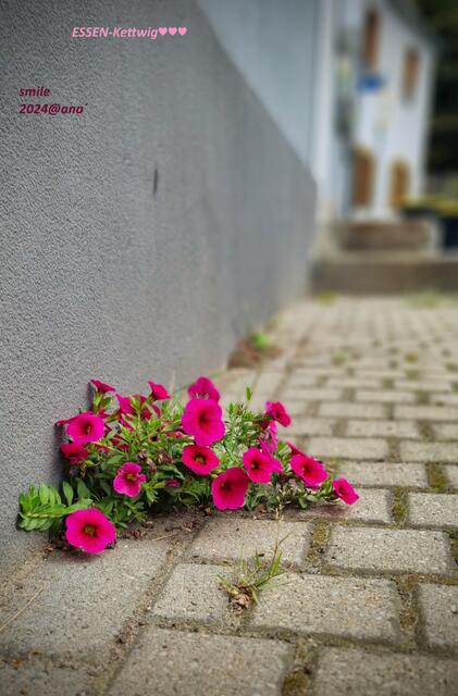 in Essen-Kettwig gibt es auch Mauerblümchen, ganz wunderschöne sogar

2024@ana´