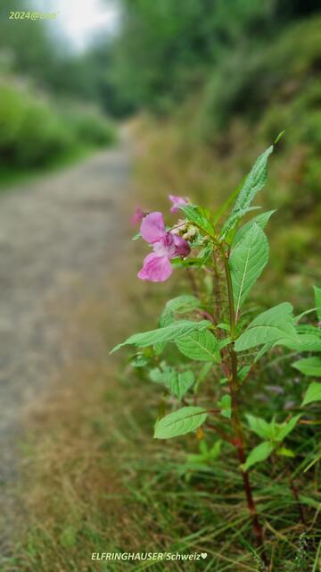 ...am Wegesrand irgendwo´ in der Elfringhauser´Schweiz